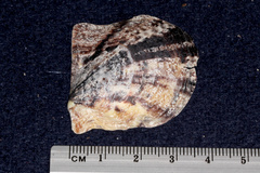 Pinctada