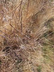 Sisymbrium officinale