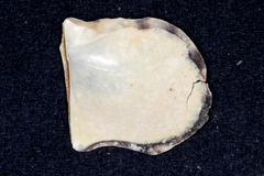 Pinctada