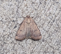Abagrotis cupida