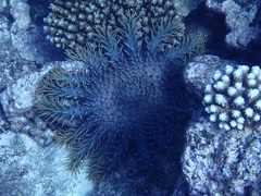 Acanthaster planci
