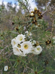 Cordia decandra