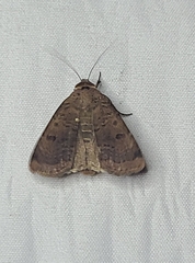 Abagrotis cupida