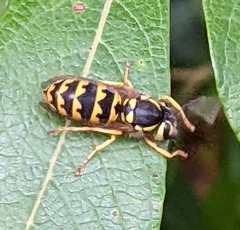 Vespula pensylvanica