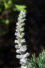 Paranomus bracteolaris