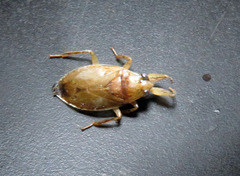 Belostoma