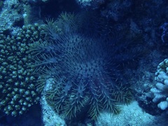 Acanthaster planci