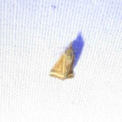 Microtheoris ophionalis