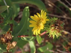 Grindelia stricta