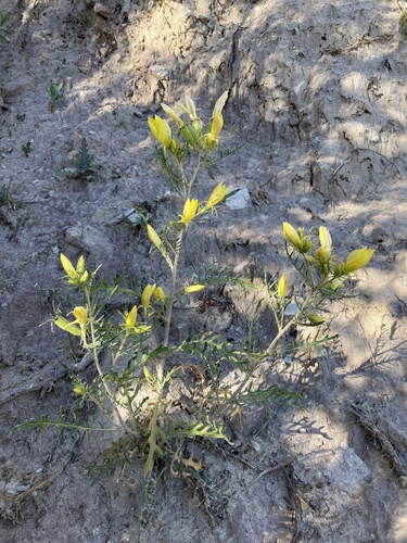 Rio Chama Blazingstar (Mentzelia conspicua)