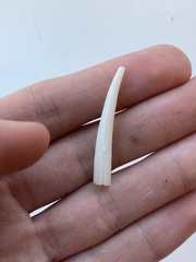 Scaphopoda