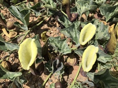 Aristolochia