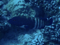 Cephalopholis argus