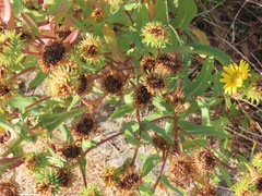 Grindelia stricta