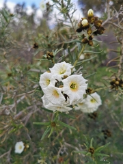 Cordia decandra