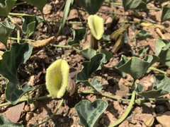 Aristolochia