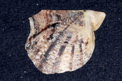 Pinctada