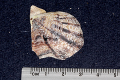 Pinctada