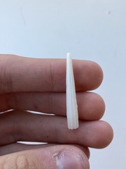 Scaphopoda