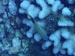 Plectroglyphidodon johnstonianus