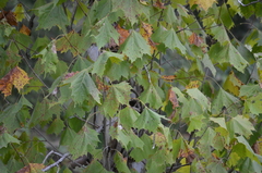 Platanus occidentalis