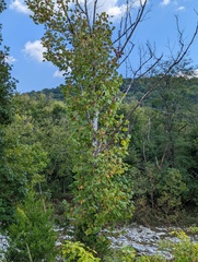 Platanus occidentalis