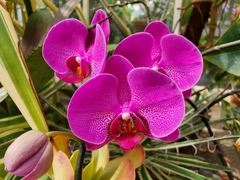 Phalaenopsis
