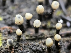 Holwaya mucida
