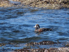 Histrionicus histrionicus