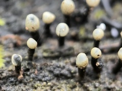 Holwaya mucida