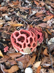 Clathrus ruber