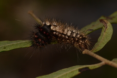Acronicta longa