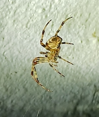 Araneoidea