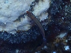 Pseudojuloides atavai