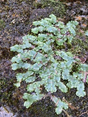 Marchantia