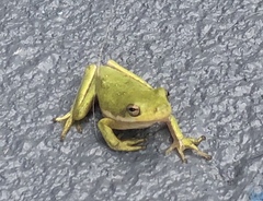 Hyla cinerea