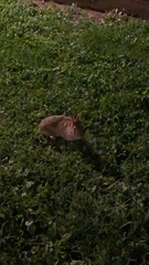 Oryctolagus cuniculus