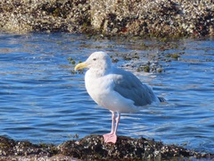 Larus glaucescens