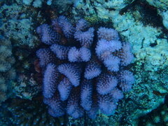 Pocillopora