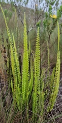 Lindsaea stricta
