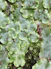 Marchantia