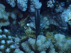 Pseudocoris yamashiroi