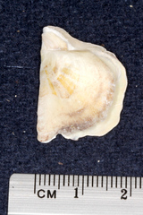 Pinctada
