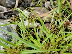 Cyperus niger