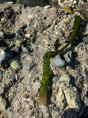 Zostera