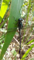 Gomphidae
