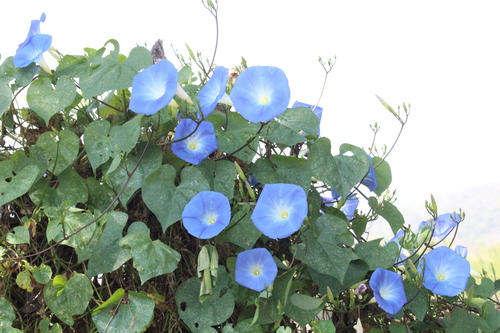 Garden Morning Glory