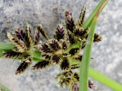 Cyperus niger