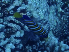 Pygoplites diacanthus