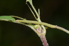 Leptostales pannaria